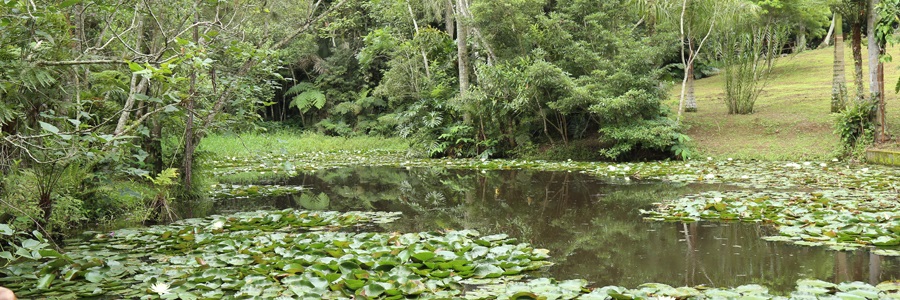 Um lago cercado de plantas no Parque Natural Municipal Fazenda do Carmo 